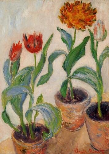 three-pots-of-tulips